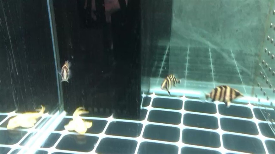 快樂的小虎魚苗子
