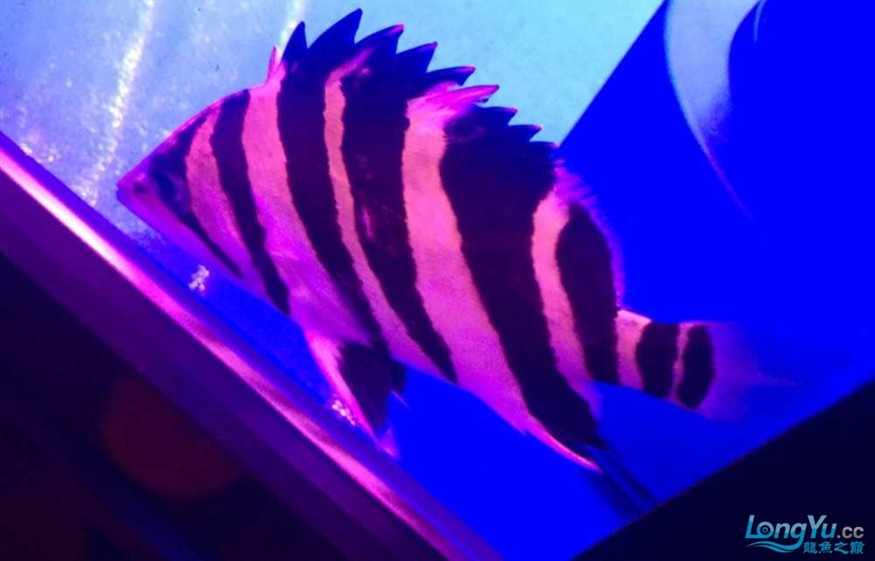 如何判斷金龍魚是否基因優秀，如何判斷金龍魚基因優劣