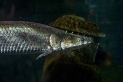 巨骨舌魚跟金龍魚一樣嗎