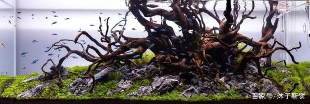 東營開發區博宇水族館（東營開發區博宇水族館電話）