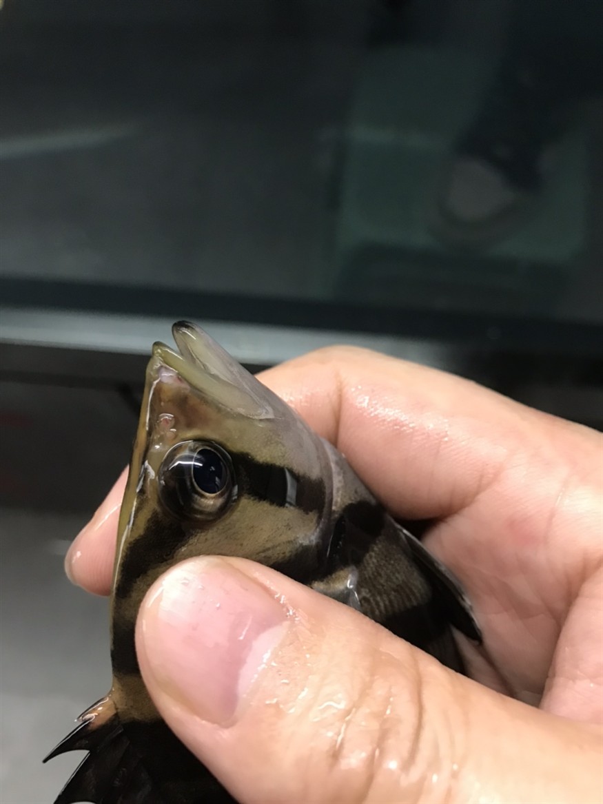 虎魚嘴吧受傷了 虎魚百科 第1張 虎魚嘴吧受傷了 虎魚嘴吧受傷了 虎魚百科 第1張