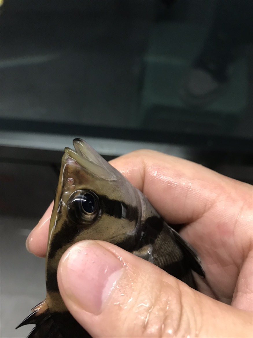 虎魚嘴吧受傷了 虎魚百科 第2張 虎魚嘴吧受傷了 虎魚嘴吧受傷了 虎魚百科 第2張