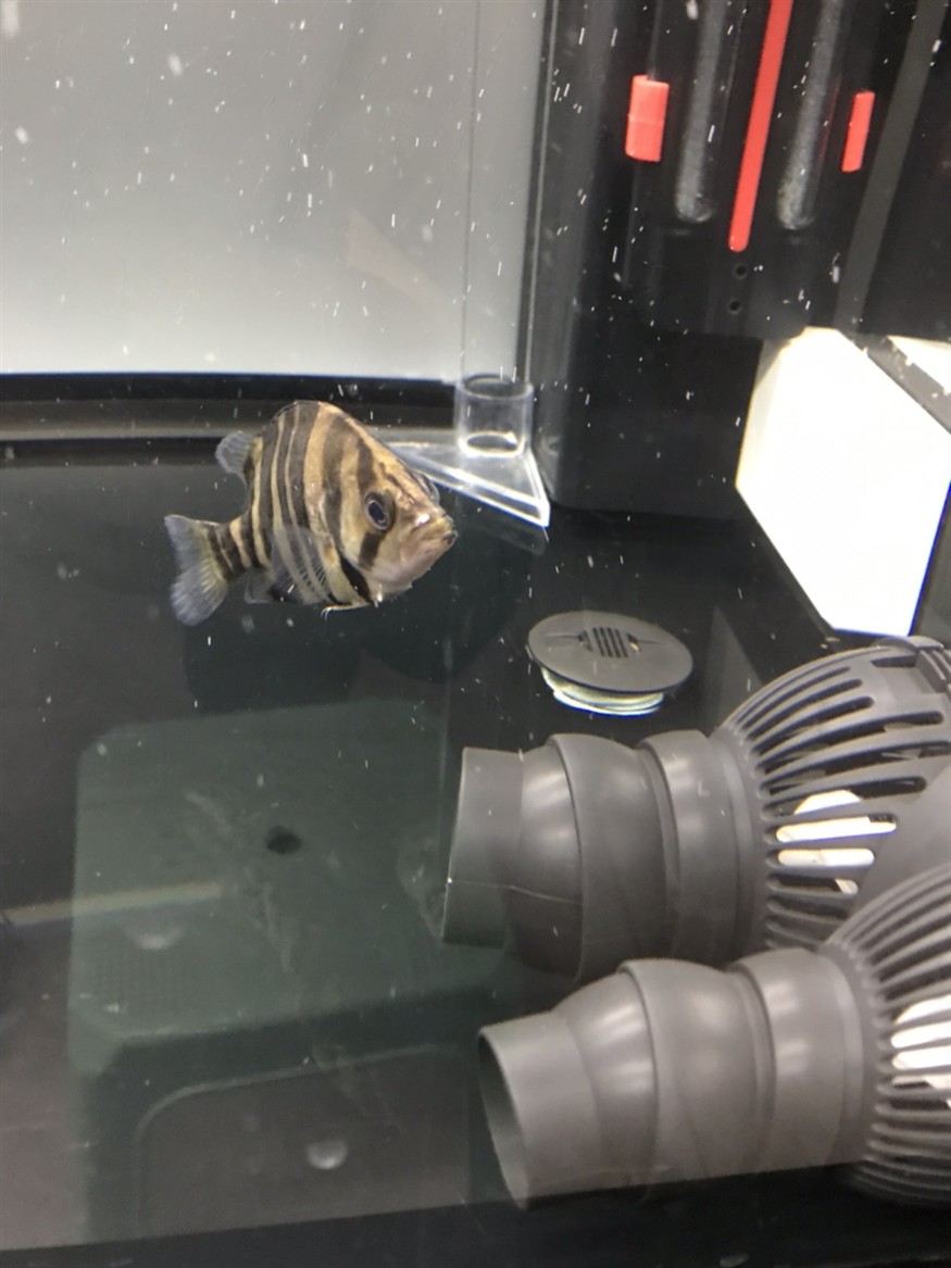 虎魚嘴吧受傷了 虎魚嘴吧受傷了 虎魚百科 第4張