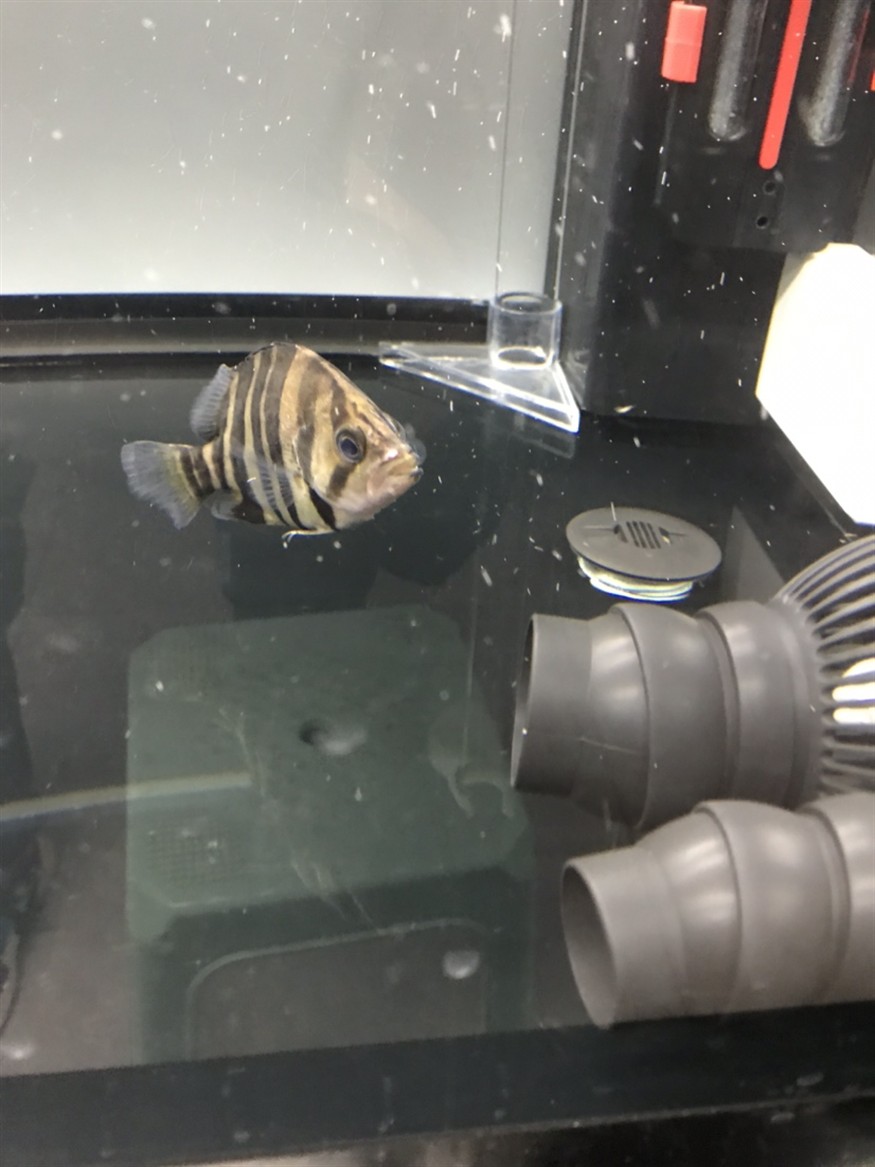 虎魚嘴吧受傷了 虎魚百科 第3張 虎魚嘴吧受傷了 虎魚嘴吧受傷了 虎魚百科 第3張
