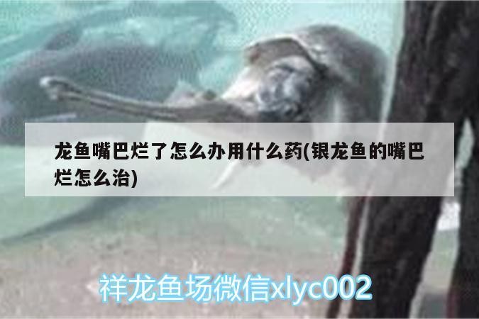龍魚鱗片邊緣發黑怎么辦，魚鱗片邊緣發黑怎么辦？
