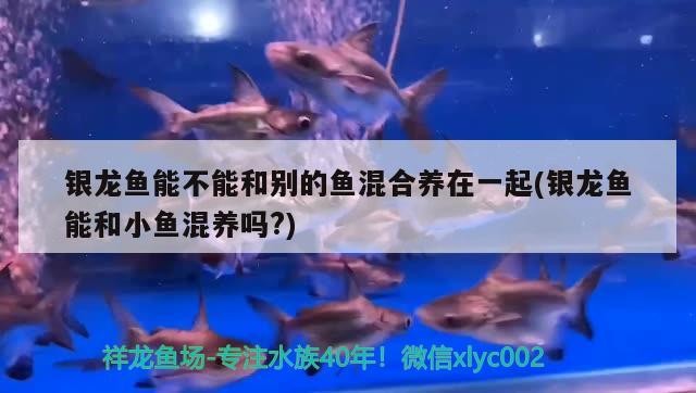 銀龍魚能不能和別的魚混合養(yǎng)在一起(銀龍魚能和小魚混養(yǎng)嗎?)