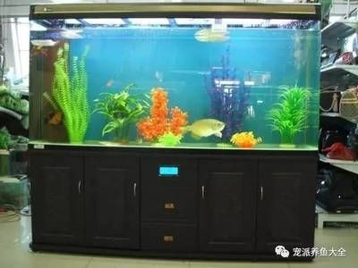補(bǔ)魚缸用什么膠水：大型魚缸專用膠、結(jié)構(gòu)膠的選擇和使用注意事項(xiàng)