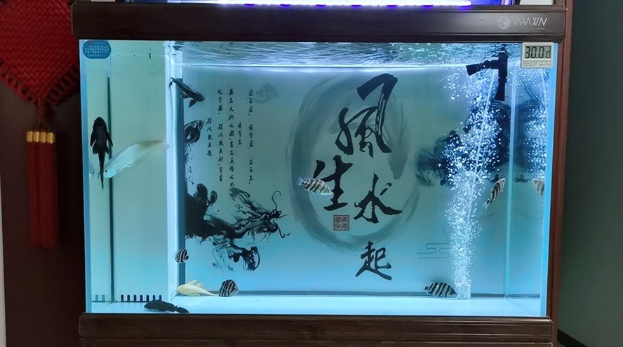 這兩天虎魚的紋路特別不清晰什么情況請指導