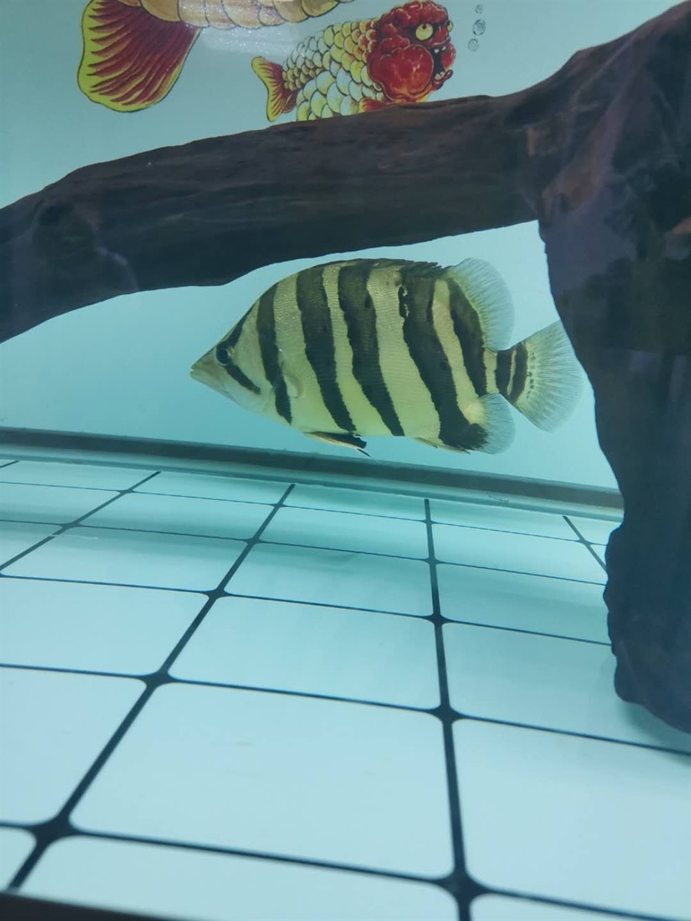 大家虎魚只吃活食怎么辦餓了一禮拜了