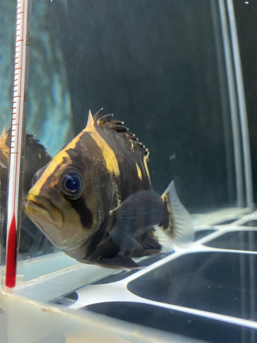 虎魚眼睛里有針孔一樣的小點