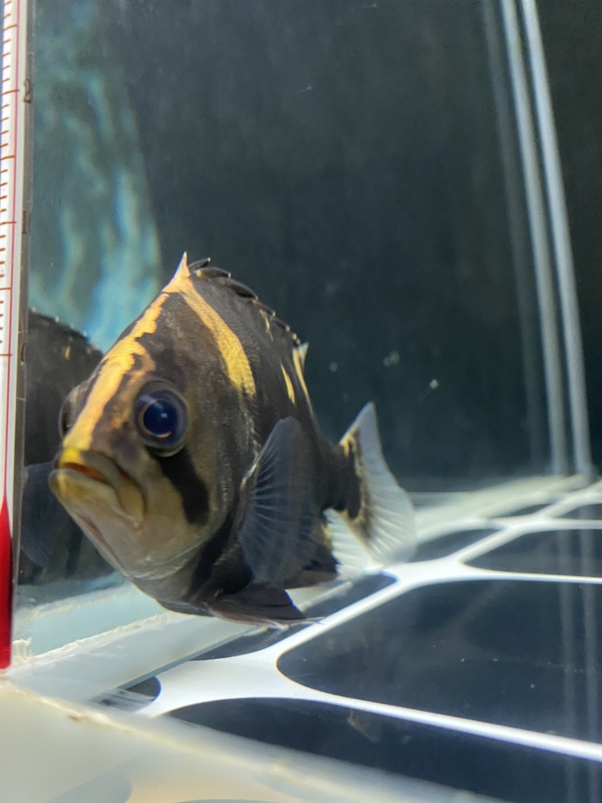 虎魚眼睛里有針孔一樣的小點
