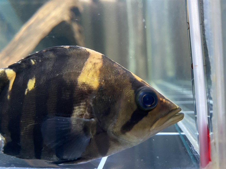 虎魚眼睛里有針孔一樣的小點