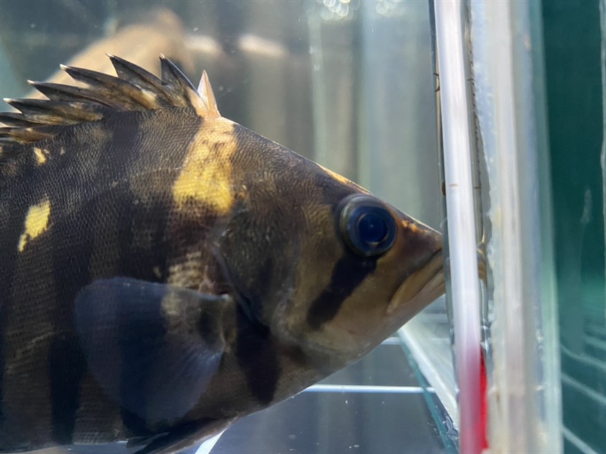 虎魚眼睛里有針孔一樣的小點
