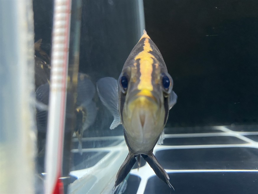 虎魚眼睛里有針孔一樣的小點