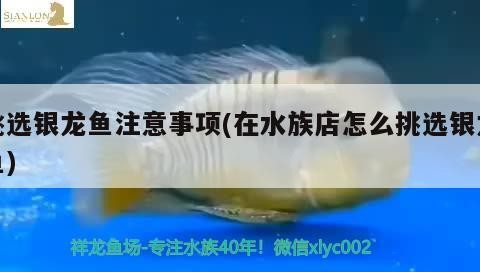挑選銀龍魚注意事項(在水族店怎么挑選銀龍魚)