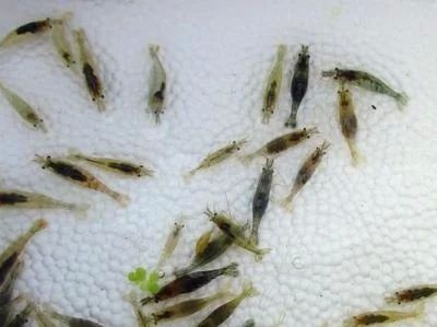 龍魚的生長環境要求