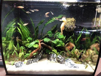 淡水魚缸底沙的選擇：水草與底沙的關系