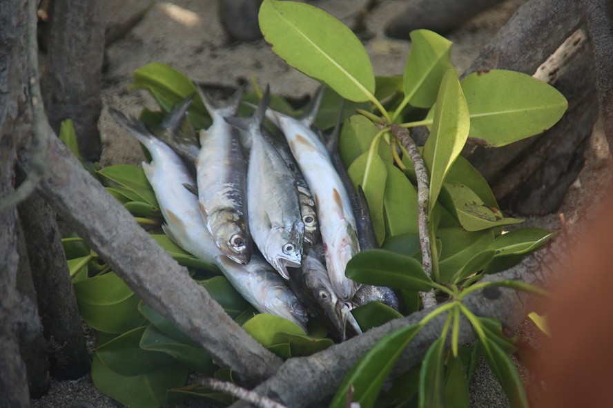 泰國虎魚生長速度，泰國虎魚的飼養溫度