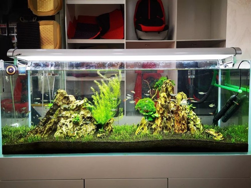 海水生態魚缸制作過程中需要注意以下幾點和注意事項：制作海水生態魚缸需要準備以下材料和注意事項 海水生態魚缸制作過程中需要注意以下幾點和注意事項：制作海水生態魚缸需要準備以下材料和注意事項 魚缸百科 第3張