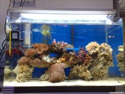 海水生態魚缸制作過程中需要注意以下幾點和注意事項：制作海水生態魚缸需要準備以下材料和注意事項 海水生態魚缸制作過程中需要注意以下幾點和注意事項：制作海水生態魚缸需要準備以下材料和注意事項 魚缸百科 第4張