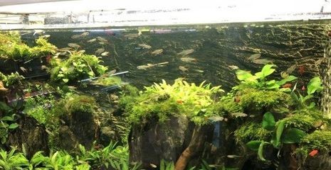 購買帶柜子的魚缸有其獨(dú)特的優(yōu)點(diǎn)，但也需要注意一些問題：如何選擇一個(gè)安全穩(wěn)固的魚缸柜