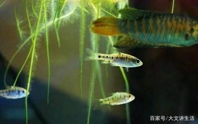 購買帶柜子的魚缸有其獨(dú)特的優(yōu)點(diǎn)，但也需要注意一些問題：如何選擇一個(gè)安全穩(wěn)固的魚缸柜
