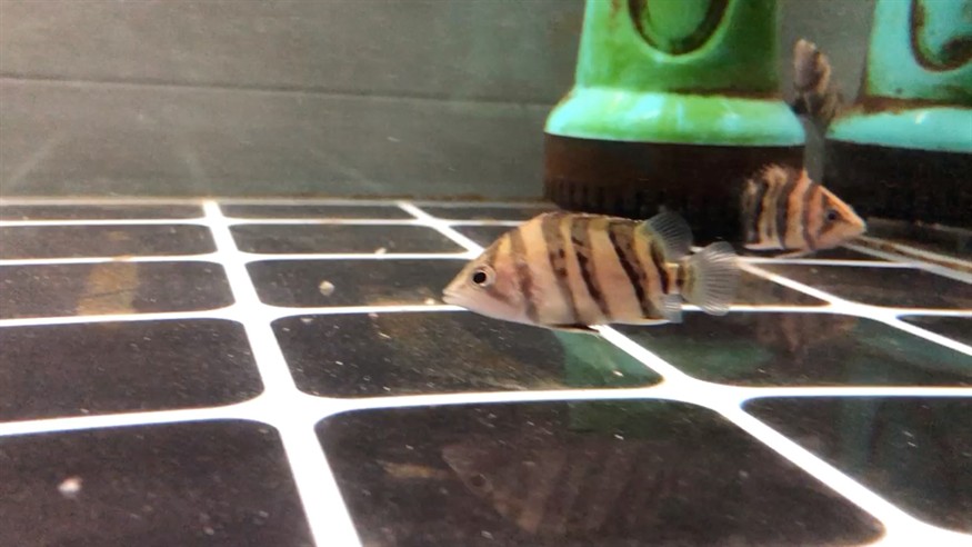 一四一人虎魚(yú)新寵三號(hào)