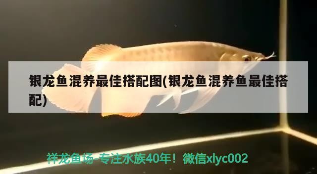 銀龍魚混養最佳搭配圖(銀龍魚混養魚最佳搭配)