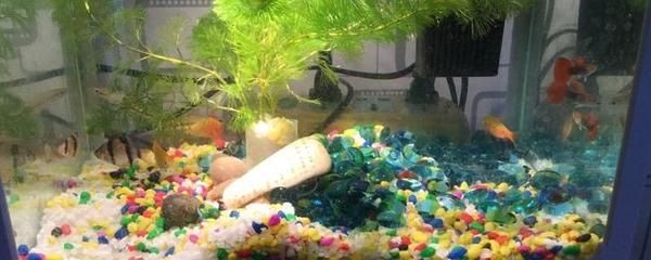 大水缸怎么改成魚缸：大水缸改造成魚缸的注意事項在將大水缸改為魚缸的注意事項