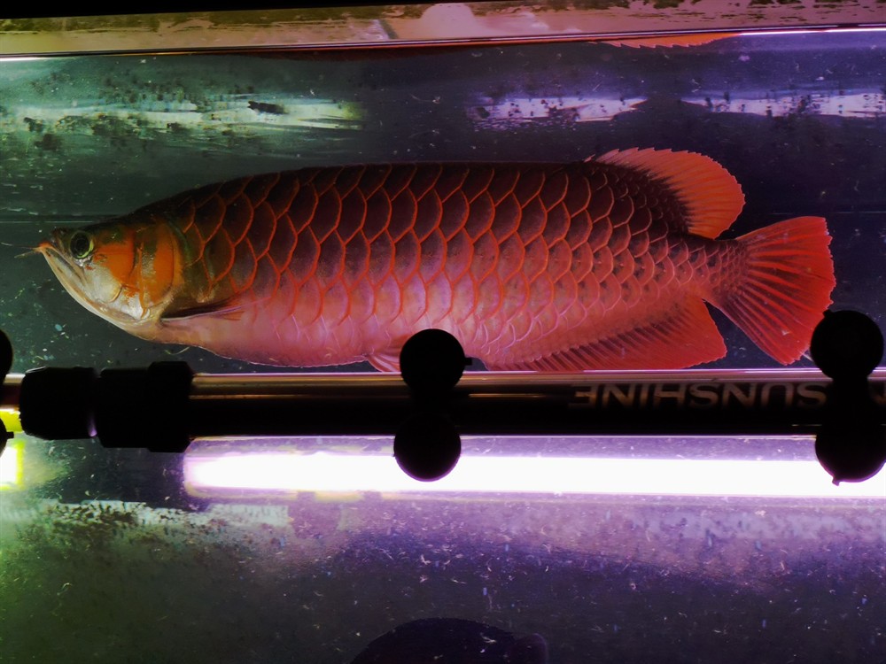 虎魚好養(yǎng)又漂亮特別是泰國虎