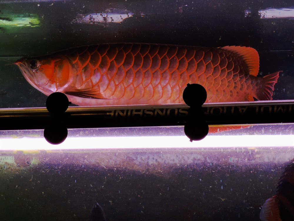 虎魚好養又漂亮特別是泰國虎