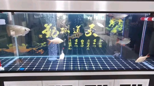 虎魚進缸第三天明不吃東西咋辦？