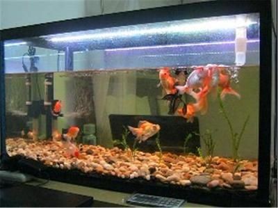 大型魚缸氧氣泵安裝視頻
