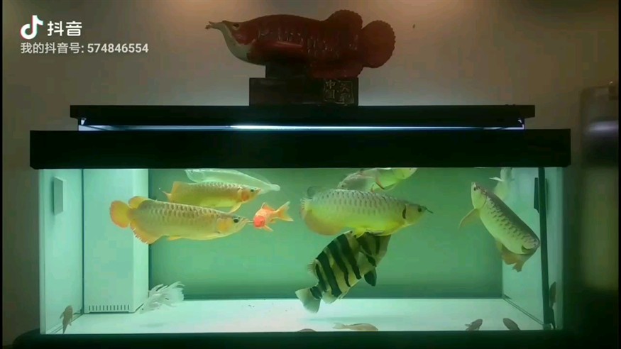 龍、虎、鯉、群養(yǎng)缸 魚勇 龍、虎、鯉、群養(yǎng)缸 魚勇 虎魚百科 第1張