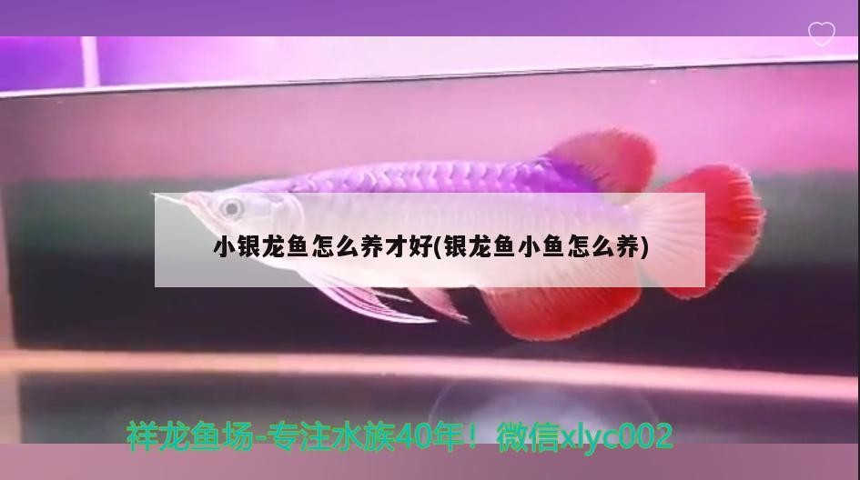 1000萬金龍魚的價值（1000萬金龍魚價值多少錢，在探討價值時我們將注意力集中在物質上）