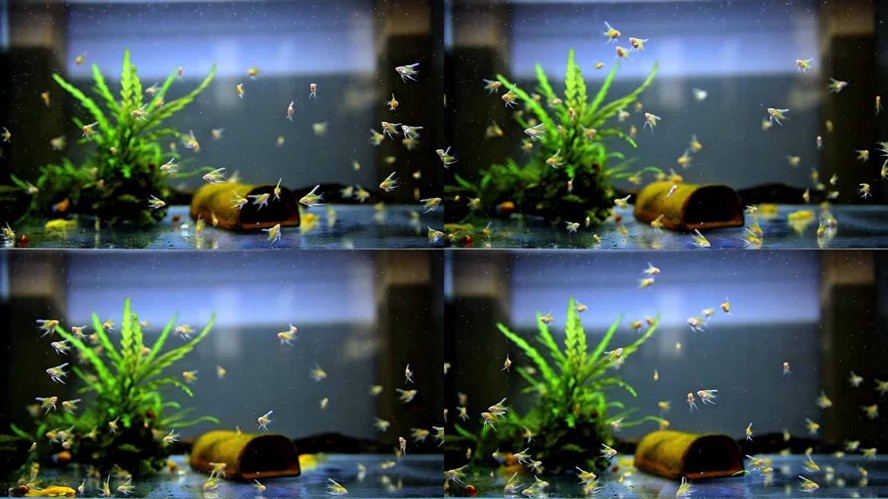 碌曲縣魚福來水族店（魚來福餐館怎么樣）