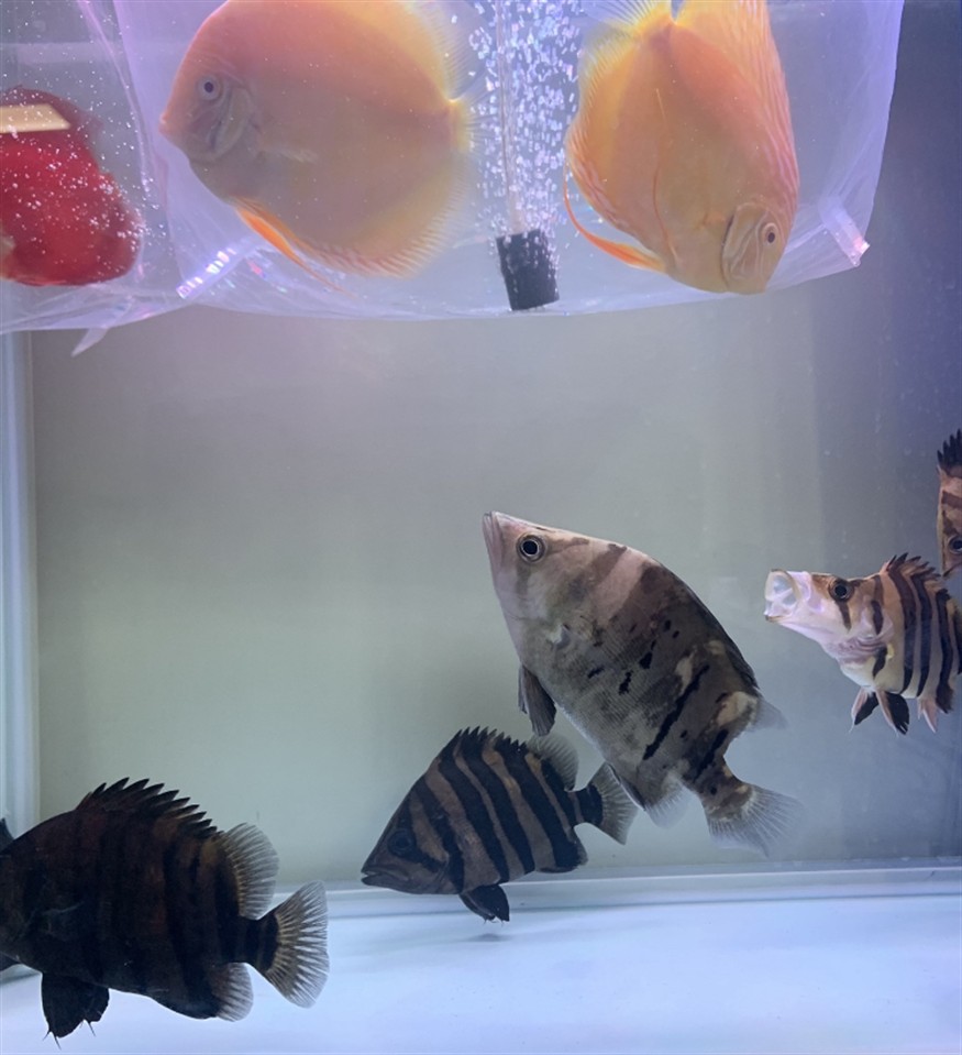 虎魚天天黑來(lái)點(diǎn)赤瞳黃金