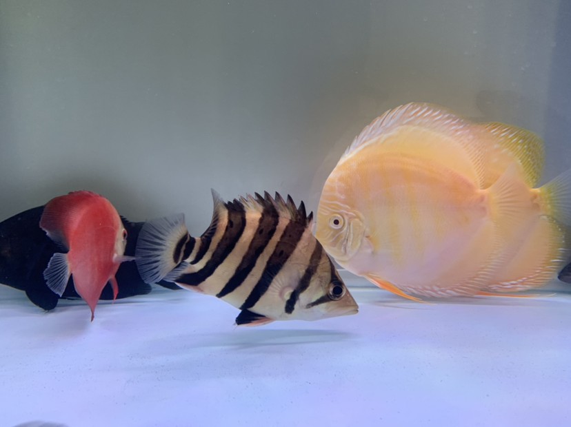 虎魚天天黑來(lái)點(diǎn)赤瞳黃金