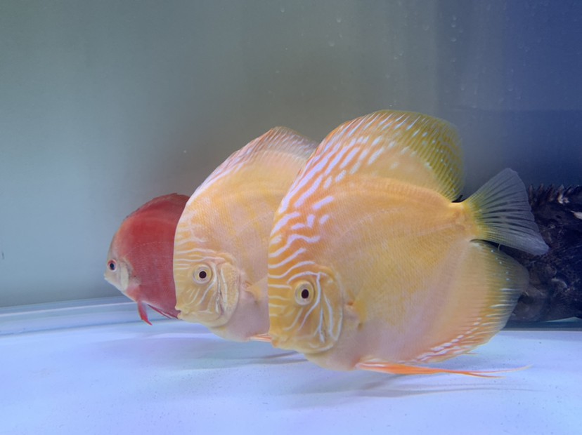 虎魚天天黑來(lái)點(diǎn)赤瞳黃金