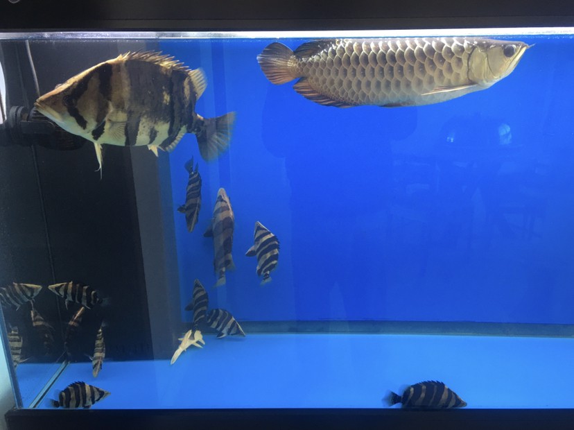 小虎魚長大了