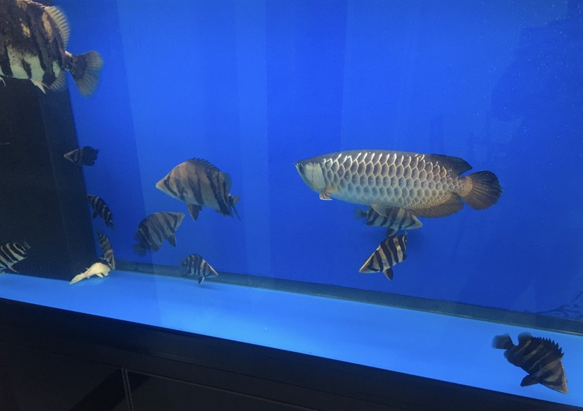 小虎魚長大了