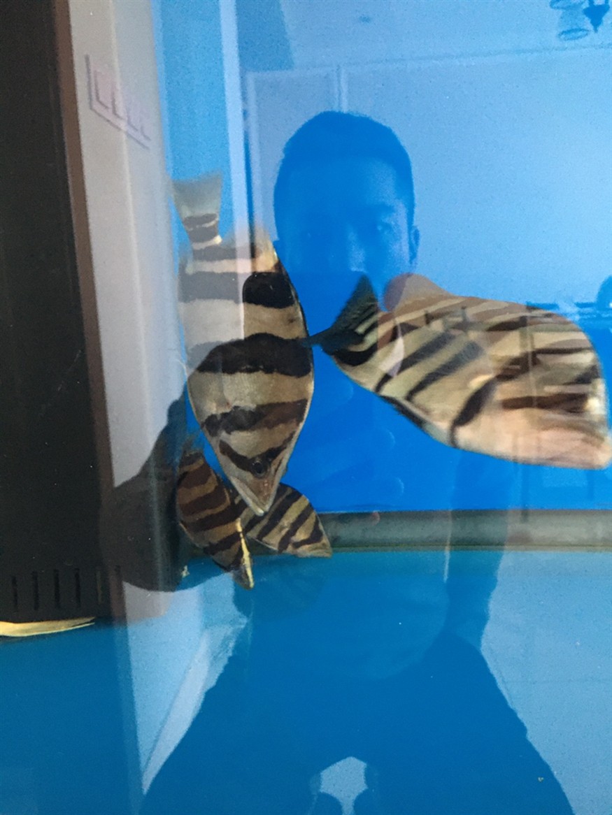 小虎魚長大了