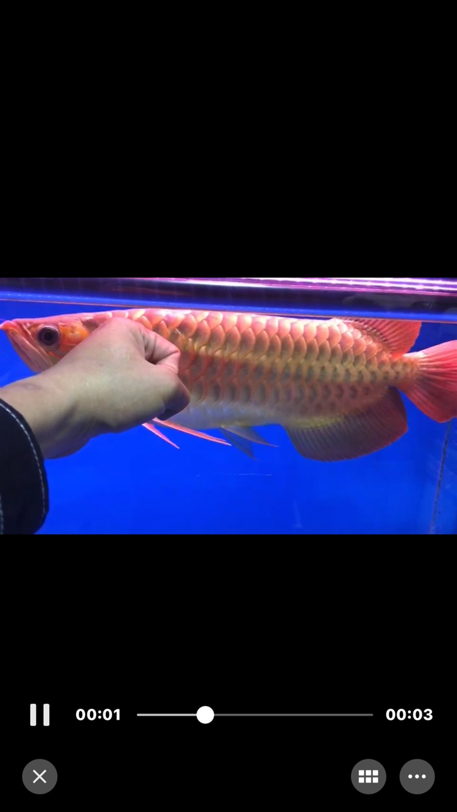 小虎魚長大了