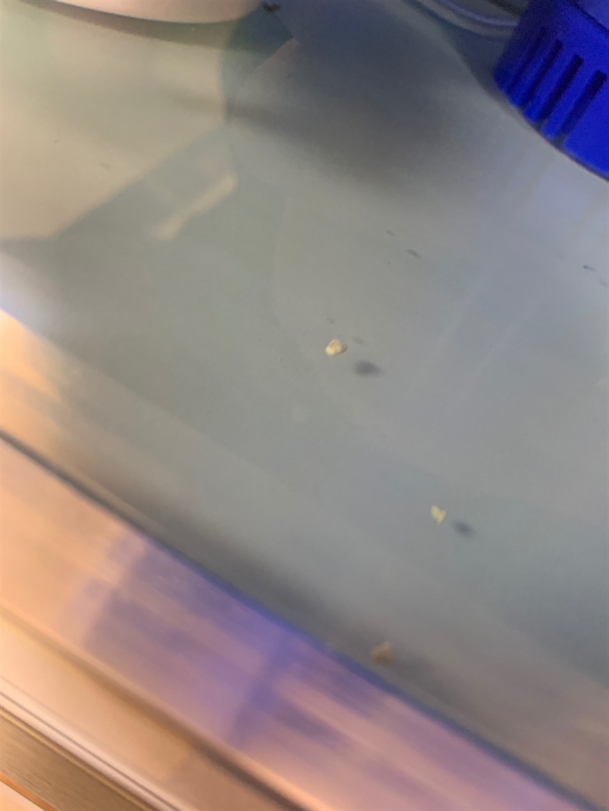 虎魚拉綠色便便