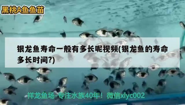 銀龍魚壽命一般有多長(zhǎng)呢視頻(銀龍魚的壽命多長(zhǎng)時(shí)間?)
