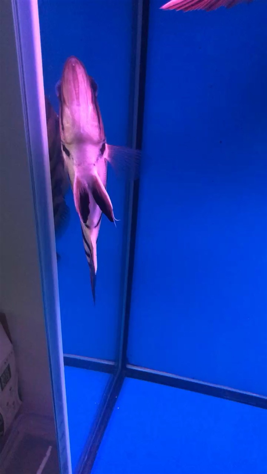 虎魚頭朝上 虎魚頭朝上 虎魚百科 第1張