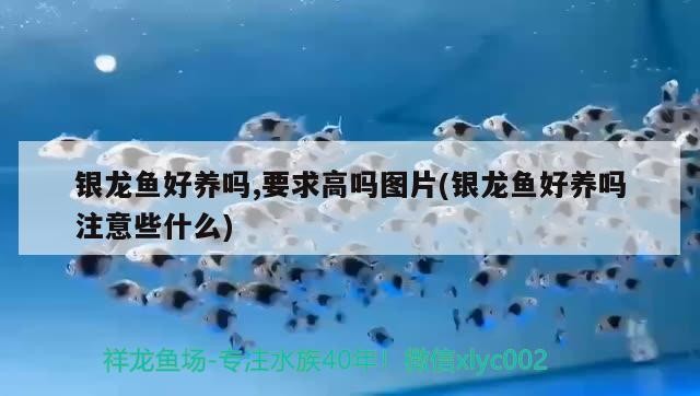 銀龍魚好養嗎,要求高嗎圖片(銀龍魚好養嗎注意些什么)