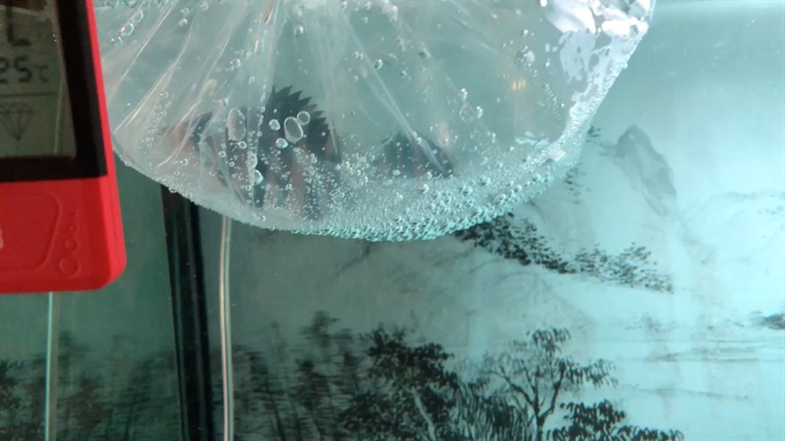 中了虎魚的毒