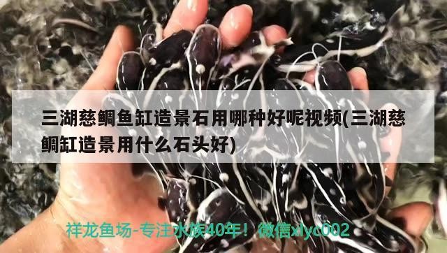 新到家的小虎魚