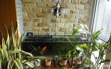 新買回來的魚缸可以直接養魚嗎？：剛買回來的魚缸不能直接養魚，新魚缸養護的常見誤區